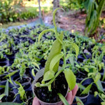 Fast Growing Vanilla Bean Orchid Live Plant, Green Fragrant Beans Vanilla Starter Plant, 3 to 7 Inches in Tall, Rare Plant Outdoor Indoor