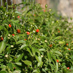 2PPP Chiltepin Pepper Plants Live, Hot Chili Pepper Plants, 4-7'' Tall