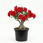 Pack 2 Red Desert Rose Plants Live, Hardy Adenium Obesum Succulent, Vibrant Blooms for Indoor and Outdoor 4-7 Inch