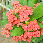 Salmon Euphorbia Crown of Thorns Plant, Perennial Succulent Live Plant Indoor Outdoor 4-7 Inches