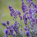 Pack 2 Lavender Live Plants 4-8 Inches, Hardy Fragrant Perennial Outdoor Herb Plant (Provence Lavender)