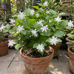 Belle of India Jasmine Plant Live 4-7 Inches Tall, Fragrant Flowering Vine for Garden, Patio Containers and Indoor Growing