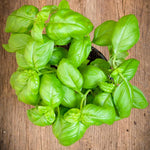 Pack of 2 Pots Sweet Basil Plant, 4 Inch Pot Live Basil Plant Potted for Planting Indoor Outdoor, Perennial Fragrant Herb Plants