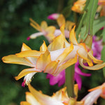 Christmas Cactus Plants Live 3-6 Inches, Vibrant Thanksgiving Christmas Cactus, Yellow Blooms, Cactus for Indoor Planting