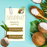Yellow Coconut Sprouted Live Plant, 6-8 Inches Tall, Tropical Coconut Seedling for Outdoor Garden, Patio, Landscape and Container Growing