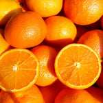 Orange Tree Live Plant, Early Season Orange Tree, Well Rooted, 1-2 Feet Tall, Sweet Citrus Trees for Containers, Pot and Outdoor Garden