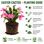 Easter Cactus Plant Live 4-6 Inches, Vibrant Spring Bloomer for Indoor Decor, Patio Pots, Ready to Grow