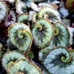 2 Live Begonia Angel Wing Maculata Set, Size 5-9 Inch Tall, Silver Green Polka Dot Begonia Plants, Indoor Outdoor Decorative Houseplants