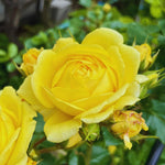 Roses Live Plant, Climbing Rose Plant Live from 5'' Tall, Bush Shrub Plants, Fragrant Flower Garden (Yellow)
