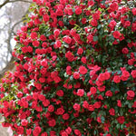 Red Camellia Plants Live in 4" Pot, Starter Size 6-12 Inches in Tall, Vibrant Pink Bloom for Outdoor Planting