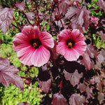 4 Hardy Hibiscus Plants Live, Cranberry Hibiscus Flowers Plants, 4 to 7 Inc Long Live Plant