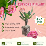 Crown of Thorns Plant Live, Euphorbia Milii Succulent Live Plant, 4-8 Inch Tall Flowering Houseplant with Year-Round Blooms, No Pot (Pink)