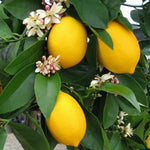 Grafted Meyer Lemon Tree Live 1.5-2 Ft Tall, Citrus Fruit Tree for Patio Containers, Backyard and Indoor Growing, Fruit Bearing Lemon Trees