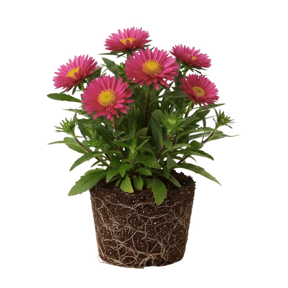 Aster Plants Live, Asters Perennial Live Plants, Vibrant Pink Blooms, 5 to 7 Inches Tall, Ideal for Indoor Outdoor Gardening