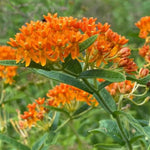 2 Orange Milkweed Plants Live, 5-8 Inch Tall, Butterfly Milkweed Asclepias Tuberosa Plant for Perennial Flower