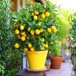 Grafted Meyer Lemon Tree Live 1.5-2 Ft Tall, Citrus Fruit Tree for Patio Containers, Backyard and Indoor Growing, Fruit Bearing Lemon Trees
