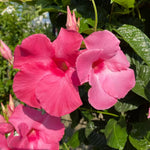 2 Mandevilla Plants Live, 4-6'' Tall, Mandevilla Flower Plants, Vibrant Flowers Plant for Outdoor Growing