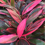 2 Giant Cordyline Red Sister Ti Plants Live, Hawaiian Red Ti Leaf Plants for Planting, Red Cordyline Plant Live 4 to 6 Inch Tall