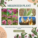 2 Butterfly Milkweed Plants Live, Asclepias Tuberosa Tropical Milkweed Flowers for Butterfly Garden, 4-9" Tall Perennials, No Pot Included (Pink Milkweed)