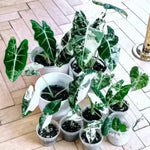Pack 2 Frydek Variegated Alocasia Live Plant for Planting, Indoor Houseplant Alocasia Plant Live, 5 to 7 Inc Tall, Bare Root, Alocasia Colocasia Taro Plant for Ornamental Plants