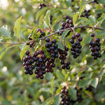 Chokecherry Plant Live in 5 Inch Pot, White Flowering Berry Shrub 5-10 Inches, Live Berry Plants for Outdoor Garden