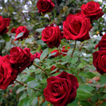 Rose Live Plant, Roses Flower Plant, Fragrant Flower for Planting, 4-6 Inches Tall, Bush Shrub Plants, Well Rooted, Ready to Grow (Orange Rose)