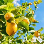 Meyer Lemon Tree Live Plant, Citrus Starter Plant 2-4” Tall in 4” Pot, Fragrant Yellow Citrus Tree