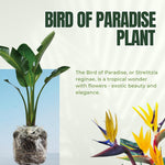 Yellow Bird of Paradise Live Plant, Strelitzia Reginae Plants Tropical Perennial Blooming, 5-9 Inches Houseplant Decor Indoor Outdoor, No Pot