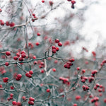 2 Seedlings Black Chokeberry Trees Live Plants, 1 Year Old Well-Rooted for Outdoor Planting, No CA, Edible Aronia Berry Shrub, Cold Hardy