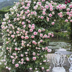 Climbing Roses Live Plants, Well Rooted 5-9" Tall, No Leaf, Ready to Plant Indoor Outdoor, Climber Rose Bush, Hybrid Tea Rose Like, Very Fragrant, Long Bloomer (New Dawn Pink)