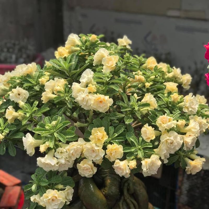 Adenium Desert Rose Plant Live, Desert Rose Live Plant, Succulent Plants from 4 to 7 Inch Long, Gardening Indoor Outdoor (Double Yellow)