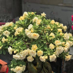 Desert Rose Plant Live, Adenium Desert Rose Plant Live, Perennial Flower Plants, 4-7 Inch Tall (Double Yellow)
