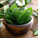 Bay Leaf Tree Live Plant, Laurus Nobilis Sweet Bay Laurel, 6-10" Tall in 4" Pot, Fragrant Culinary Herb Tree