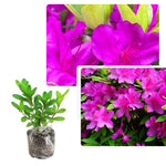 2 Southern Azalea Plants Live Tree, Blooming Rhododendron Bushes, 5-10 Inc Tall, No Pot, for Indoor Outdoor Planting, Vibrant Pink Purple Azalea