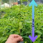Set 2 Yesterday, Today, Tomorrow Plants, Brunfelsia Live Plants in Pot with Color-Changing Flowers, Indoor Outdoor Garden Shrub, Purple to White Blooming