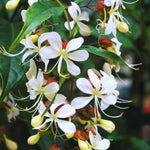Clerodendrum Light Wallichii Live Plant Smithianum, Trailing Light Bulb Flower, Well-Rooted 5-9 Inch Tall, Chain of Glory Vine
