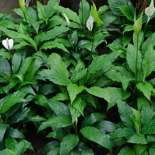 2 Green Peace Lily Live Houseplant - Live Indoor Houseplant with Elegant Leaves - 5 to 9 Inc Tall