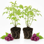 2 Raspberry Plants Live for Planting, Raspberry Bush Live Plants, Size 5-8 Inch Tall, Sweet Raspberry Trees, Well-Rooted (Glencoe Raspberry)