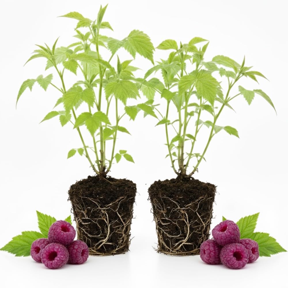 2 Raspberry Plants Live for Planting, Raspberry Bush Live Plants, Size 5-8 Inch Tall, Sweet Raspberry Trees, Well-Rooted (Glencoe Raspberry)