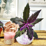 2 Gynura Purple Passion Plants Live, 4-8” Tall, Royal Velvet Purple Indoor Plant Live Houseplant for Home Décor, No Pot Included