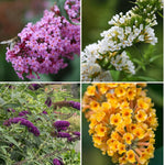 Pack 3 Mix Butterfly Bush Live Plants, 3 to 6 Inch Tall Assorted Butterfly Bushes Plant for Outdoor Garden, Perennial Coloful Buddleia Flowers Plant, No Pot