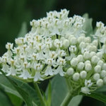 2 White Milkweed Plants Live Starter Size, 5-9" in Tall, Outdoor Planting, Spring Blooms, Cold Hardy, Perennial