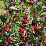 Sabdariffa Roselle Hibiscus Plant Live 4 to 8 Inch Tall, Jamaican Red Roselle Hibiscus Live Plant to Grow, in 4" Pot