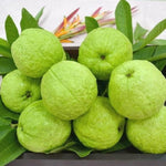 White Guava Tree Live Plant Starter Size, 7-12" in Tall, Outdoor Tropical Fruit Tree Fragrant and Sweet, Dormant in Winter