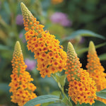 Yellow Buddleia Butterfly Bush Plant Live, 5-9" in Tall, No Pot, Perennial Bushes Ready to Plant in Spring Outdoor Gardening, Dormant in Winter