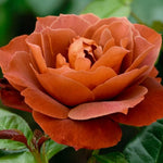Rose Bush Live Plant, Heirloom Rose Plant Live for Planting, Fragrant Flowers Well Rooted Plant, 5-10 Inch Tall (Chocolate Orange Rose)