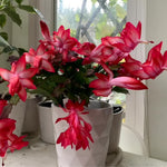 Live Red Christmas Cactus Live Plant 4–6 Inches Tall, Winter Blooming False Thanksgiving Cactus Well Rooted, Flowering Houseplant for Home and Office