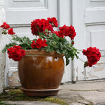 2 Red Geranium Plants Live, Vibrant Blooms, Hardy Perennial Geranium Flowers 4-8 Inches, Indoor Outdoor Planting