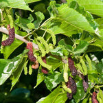 Pakistan Mulberry Tree Live Plant for Planting 5 to 8 Inch Tall, Everbearing Mulberry Bush Live Plant, Long Mulberry Plant Live, Mulberries Fruit