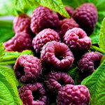 2 Raspberry Plants Live for Planting, Raspberry Bush Live Plants, Size 5-8 Inch Tall, Sweet Raspberry Trees, Well-Rooted (Glencoe Raspberry)